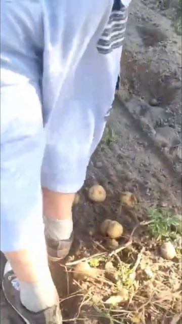 Картофелекопалка. Мотоблок МТЗ Белорус 09Н #farming #мотоб? смотреть онлайн