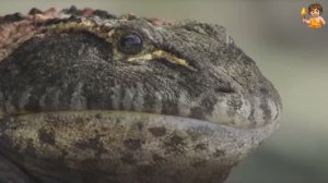 🎬 Эволюция: Древняя лягушка которая охотилась на динозавров.