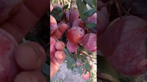 Слива Октобер Сан (October Sun)