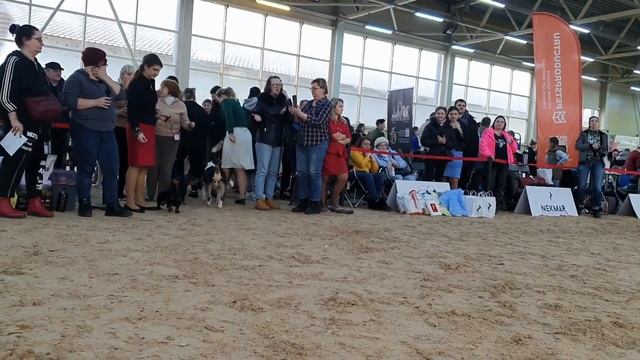 01.02.2025, СПб. Клуб "Собачье Сердце". Выставка собак всех п смотреть онлайн