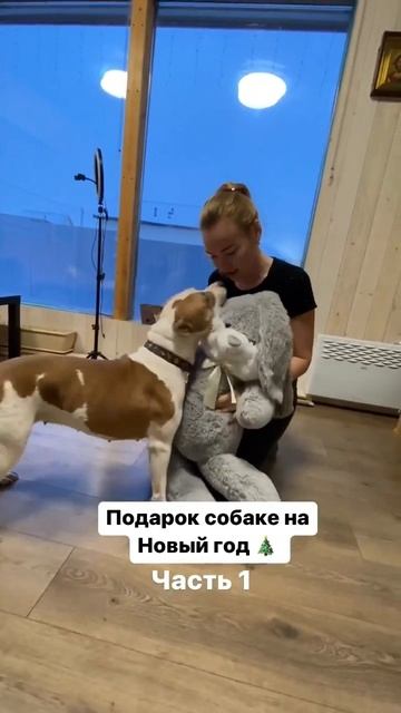 Подарок на Новый Год Амстафф #shorts #shortvideo #subscribe #staff #amstaff #pitbull смотреть онлайн