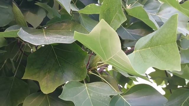 Деревья Крыма(Севастополь)\Trees Of Crimea (Sevastopol)