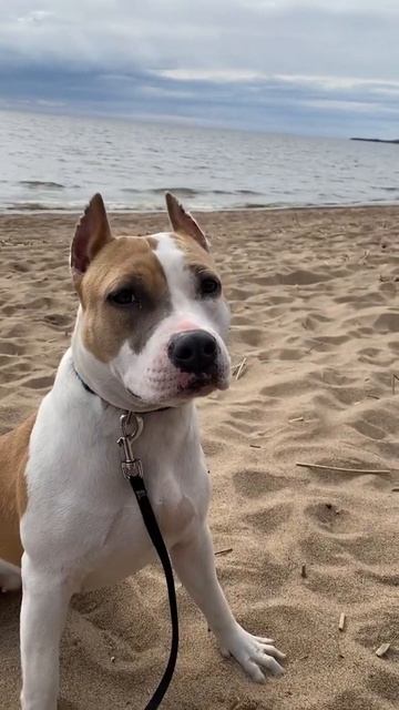 Кушай манку #shorts #staff смотреть онлайн