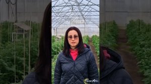 Применение Икар РЕВОЛТ на томатах, сорт Пинк Хит #огор?