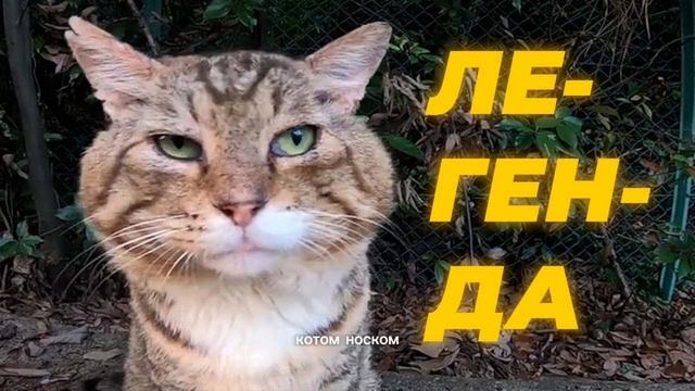 КОТ НОСОК ЖИВ!!!!!!🥳 смотреть онлайн