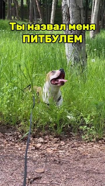 Путаете стаффов и питбулей? #pets #собака #staff #shortvideo #staffy #питбуль #стаффорд #амстафф смотреть онлайн