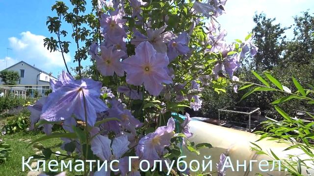Клематис Голубой Ангел Clematis Blue Angel смотреть онлайн