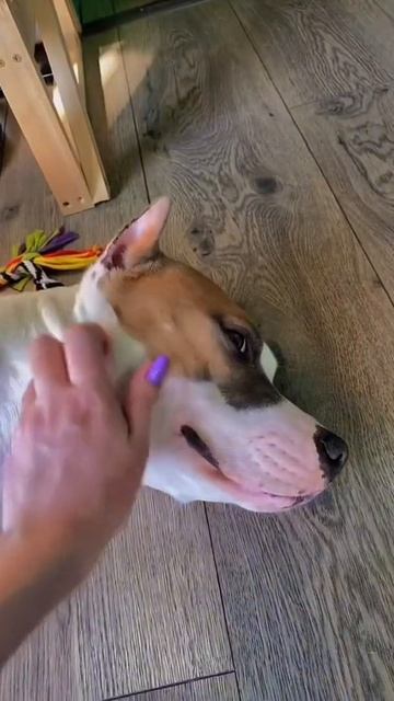 Американский Стаффорд в России #shorts #staff #staffordshire смотреть онлайн