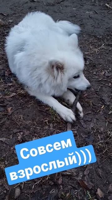 Совсем взрослый ) #японскийшпиц #шпиц #animal #мойпес #dog #puppy