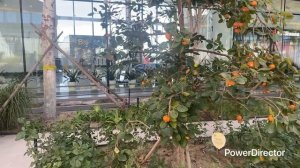 Аэропорт Пекина Daxing краткий обзор