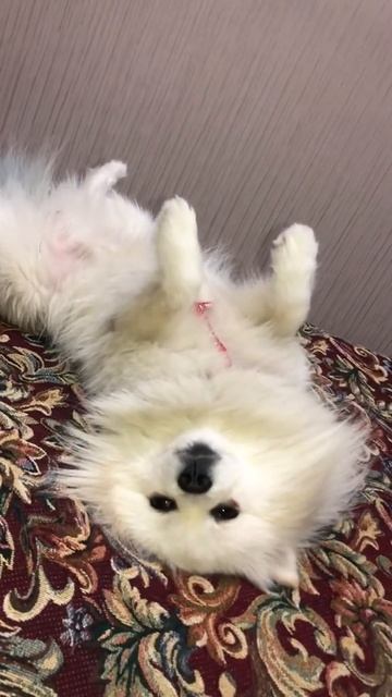 Как любит спать шпиц Полли 😍