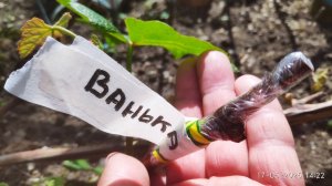 Учимся прививать виноград, уроки для первоклассников