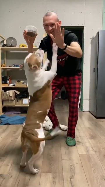 Стаффорд танцует под инстасамку #shorts #staff #staffordshire смотреть онлайн