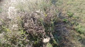 Мтз-132 с газонокосилкой.