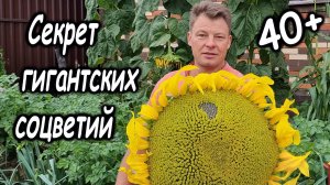 ВСЕ ДЕЛАЮТ НЕ ТАК! Как вырастить подсолнух-гигант (мой секрет, который не покажут другие)