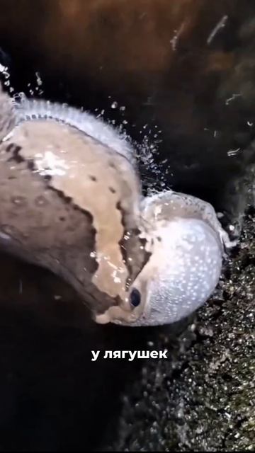 😵Жуткие ЗВУКИ на улицах Таиланда! смотреть онлайн