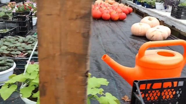 Теплица в сентябре 26,09,24 смотреть онлайн