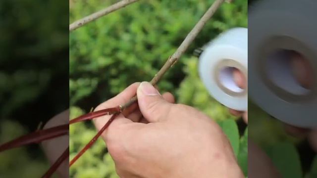 Прививочный секатор смотреть онлайн