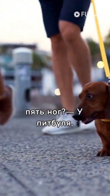 Собака прибежала на детскую площадку и.. #sashasdelal #шок #ш? смотреть онлайн