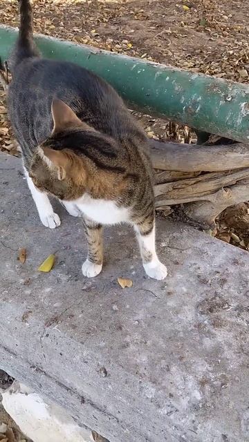 Кошка точит когти 😻 Cat sharpens its claws 🐆 Милые котики Cute cats смотреть онлайн