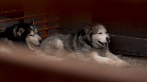 Мягкие Лапки #8