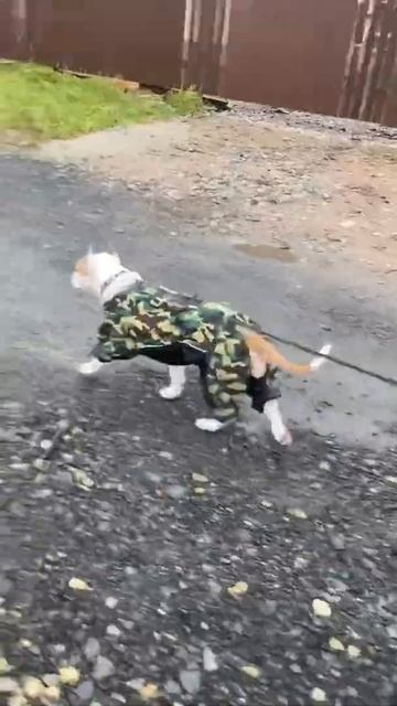 Стаффорд бойцовская порода собак #shorts #staff смотреть онлайн