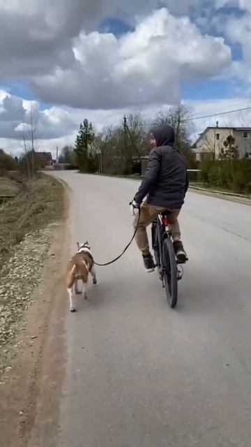 Велопрогулка #shorts смотреть онлайн