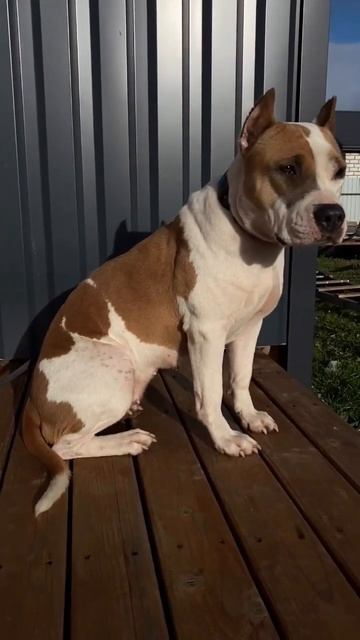 Матёрый Амстафф #shorts #shortvideo #staff #amstaff #subscribe #pitbull смотреть онлайн
