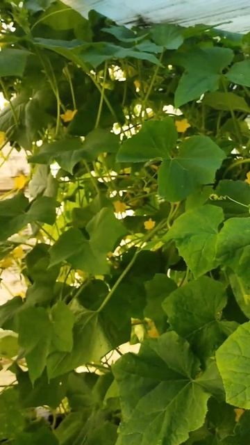 Парник. Часть 3 смотреть онлайн