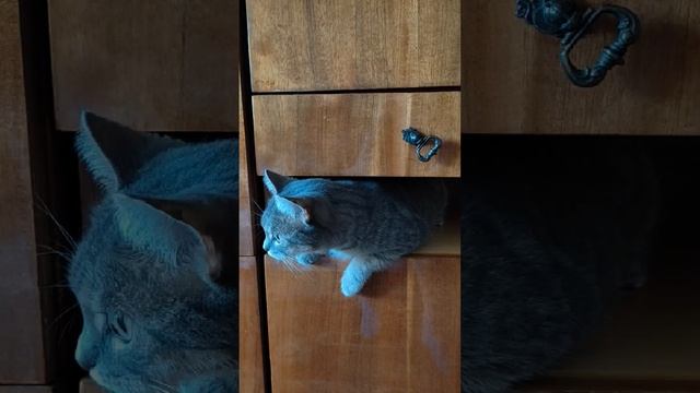 Там где не ступала лапа моя пушистая, туда она обязательно проберется! смотреть онлайн