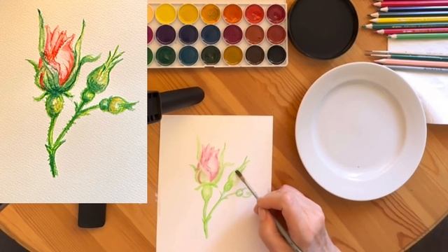 Как нарисовать розу акварелью и акварельными карандашами