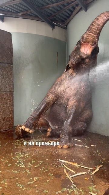 Знакомьтесь, наша большая девочка Сюзи. #животные #иск? смотреть онлайн