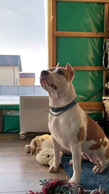 Самый красивый стаффорд #shorts #staffordshire смотреть онлайн