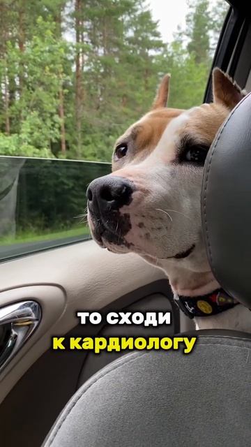 Как можно не любить собак? #shortvideo #staff #стаффорд #стаффордширскийтерьер #amstaff #амстафф смотреть онлайн