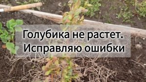 Голубика не растет. Исправляю ошибки