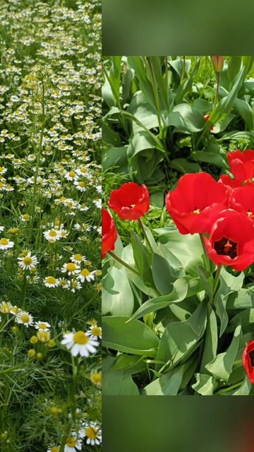 Майский день🌺