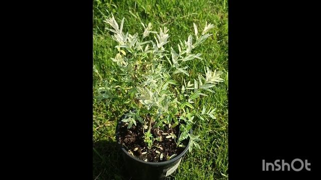 Ива Хакуро Нишики смотреть онлайн