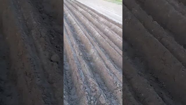 садим картошку смотреть онлайн