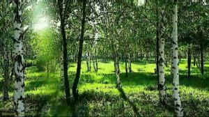 Владимир Харламов - Белая береза, я тебя люблю