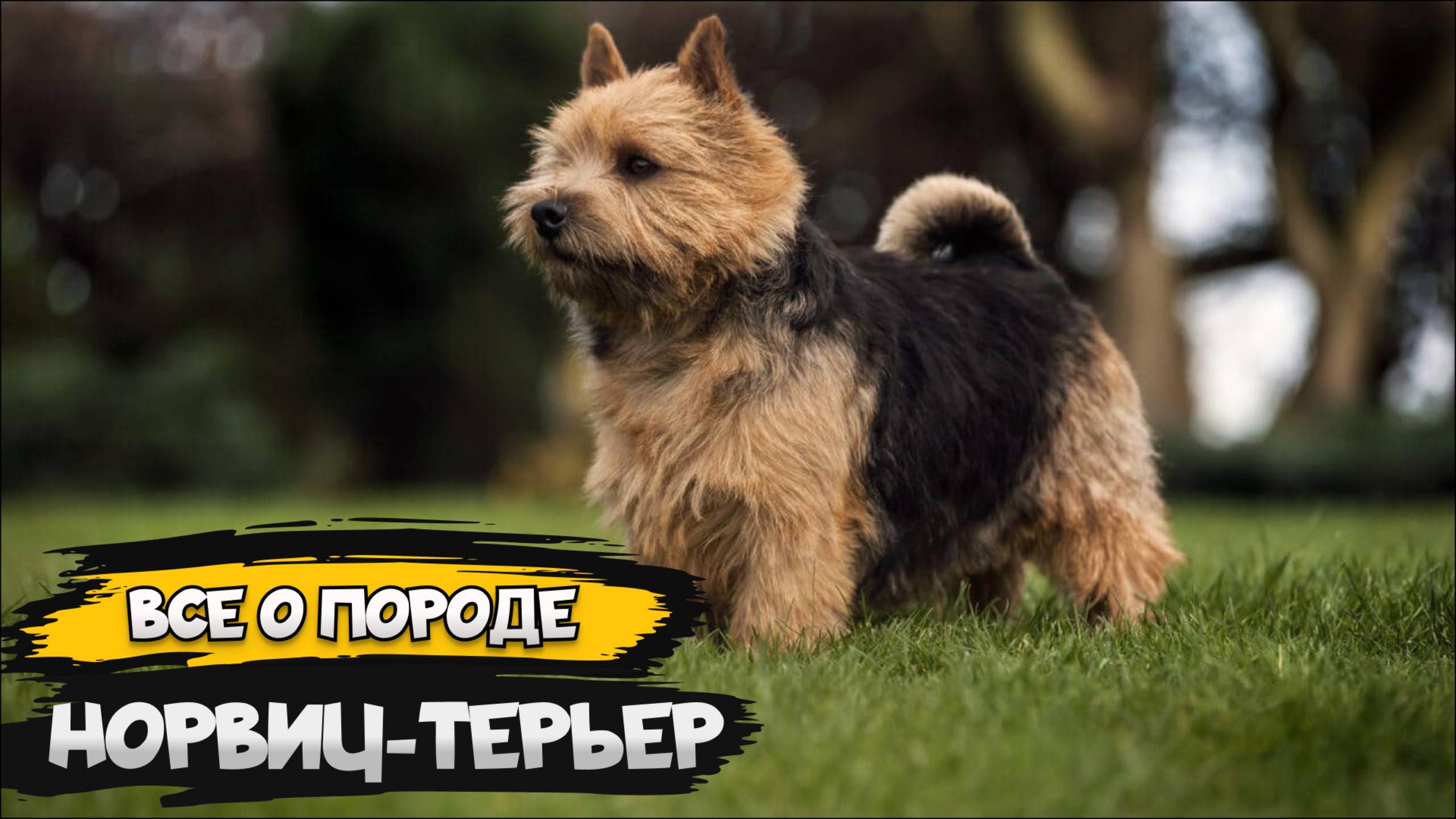 Норвич-терьер - Все о породе собаки | Собака породы - Норвич-терьер смотреть онлайн