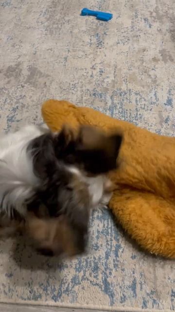 Лежачок собаки шит-цу. Мой Кузя готовится ко сну смотреть онлайн