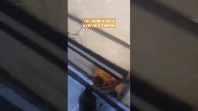 ОБЗОР НА ИХ ДОМИК #хозяйство #садоводство #земледелие # смотреть онлайн