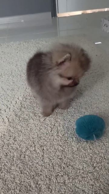 Микро малыш Шон