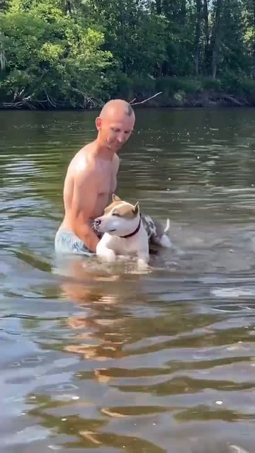 Стаффорд плавает в реке #shortvideo #собака #стаффорд #staff #pets #юмор #стаффордширскийтерьер смотреть онлайн