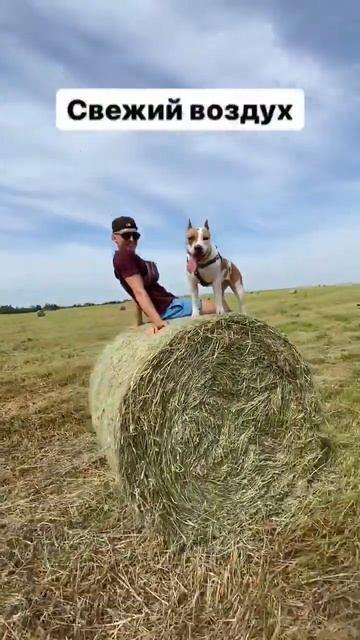 Амстафф Рай в деревне #shorts #staff #amstaff #subscribe смотреть онлайн