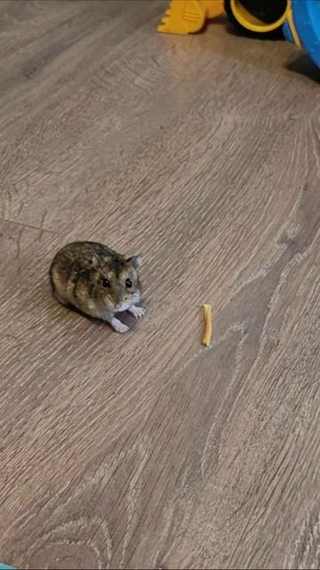 Не трогай хомяка. #котенок 4k смотреть онлайн