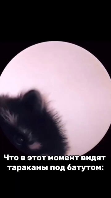 #pedro #таракан #батут