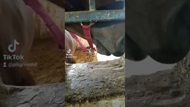 🏇 Конно-спортивный клуб Sparta. Экскурсия 💕 смотреть онлайн