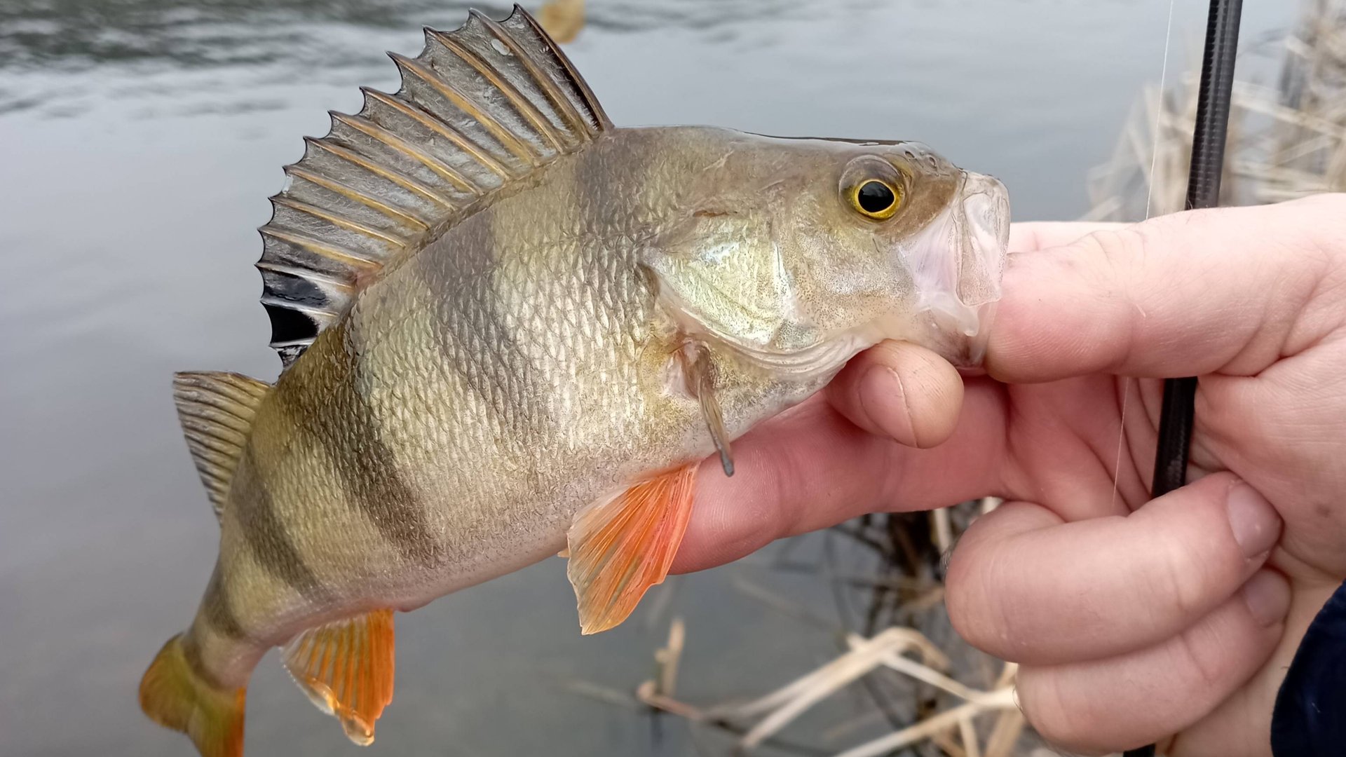 Микроджиг весной. Рыбалка одной приманки. смотреть онлайн