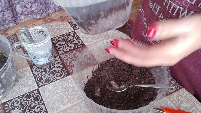 УКОРЕНИТЬ ФУКСИЮ ПРОСТО 🌱#цветоводство#укоренение#ф?